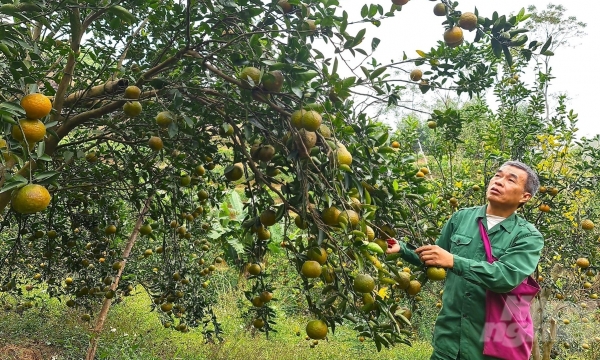 Xứ Tuyên có gần 400 hộ trồng cam hữu cơ, VietGAP