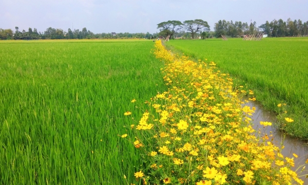 Sản xuất lúa sinh thái hướng đến nông nghiệp xanh