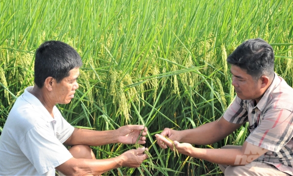 Chương trình khuyến nông giúp nông dân sản xuất lúa hữu cơ thu lãi cao
