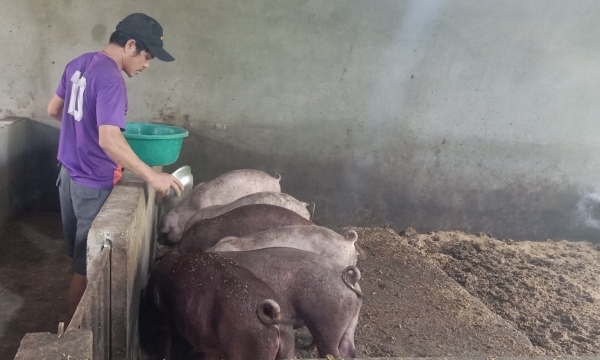 Nông dân phấn chấn 'bắt tay' với Tập đoàn Quế Lâm nuôi lợn hữu cơ
