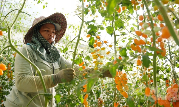 Vườn cà chua Nova trở thành 'hiện tượng' của du lịch Tây Ninh