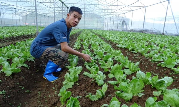 Tân Lạc có mô hình nông nghiệp công nghệ cao