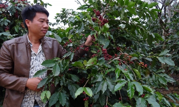Điều gì tạo sự khác biệt của cây cà phê ở Sơn La?