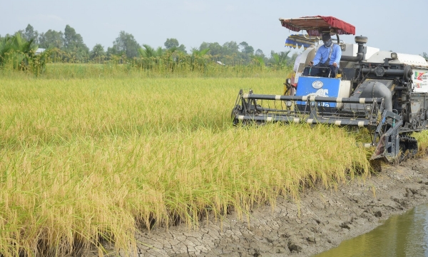 Gần Tết, nông dân hồ hởi vì lúa - tôm trúng mùa, được giá