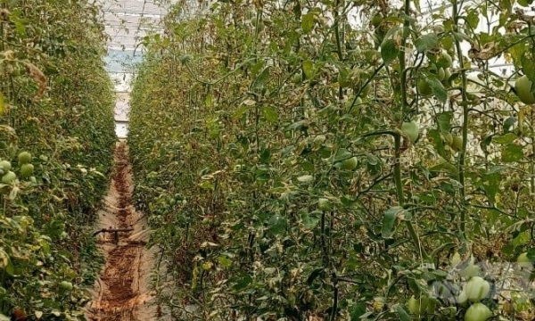 Sâu đục lá cà chua Nam Mỹ hoành hành