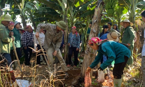 Lào Cai phấn đấu 100% diện tích chuối hàng hóa được cấp mã vùng trồng