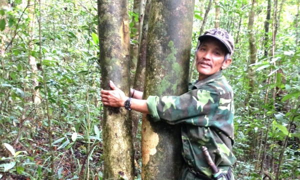 Bảo tồn rừng chè cổ thụ để sản xuất ‘chè tiến vua’