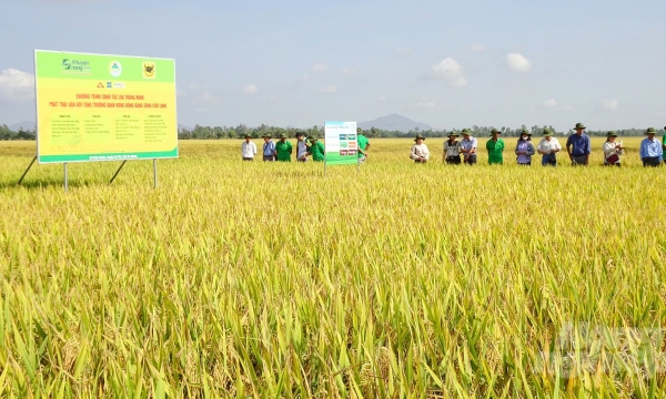 Khuyến nông 'bắt tay' doanh nghiệp canh tác lúa thông minh
