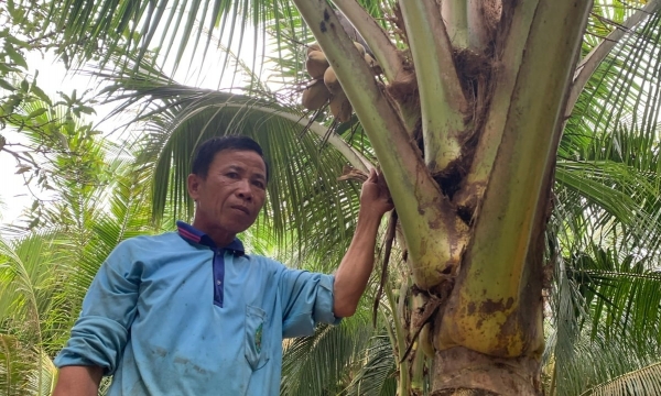 Sâu đầu đen gây hại hơn 7.600 cây dừa ở Trà Vinh