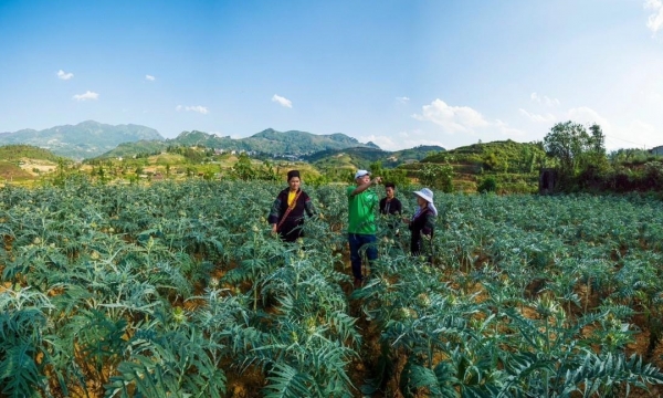 Sapa to become a key location for medicinal plant production by 2025