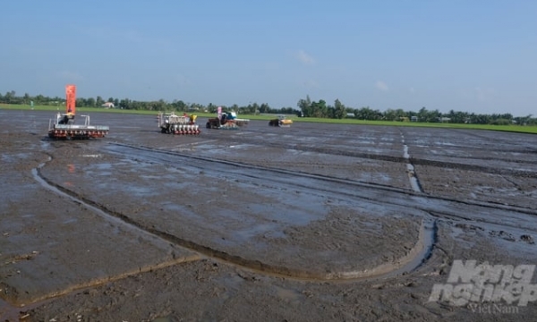Do not sow rice in areas affected by saltwater intrusion