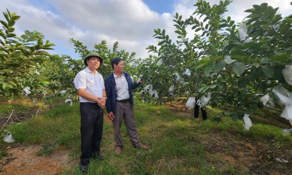Trồng ổi lê Đài Loan hướng hữu cơ, nông dân thắng lớn