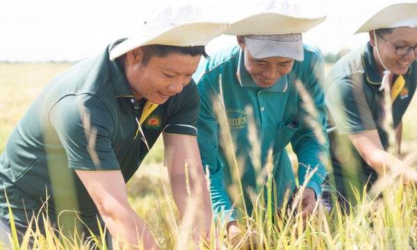 Thành lập chi hội nông dân trồng lúa chất lượng cao