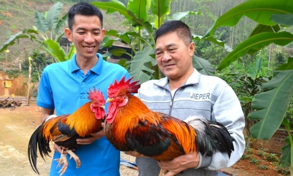 HTX nuôi hàng vạn gà chín cựa hướng hữu cơ, có con giá 29,5 triệu đồng