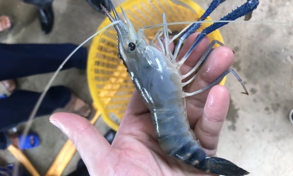 Stocking all-male giant freshwater prawn in two phases, upscale profit by 30-35%