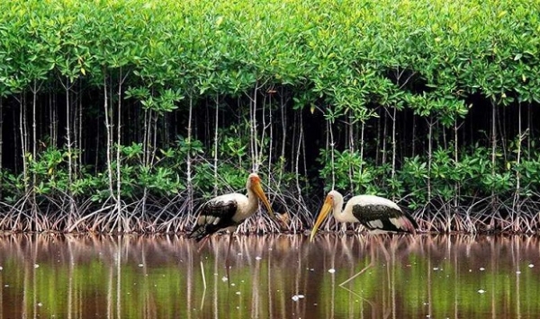Mangroves - a powerful weapon in the battle against climate change