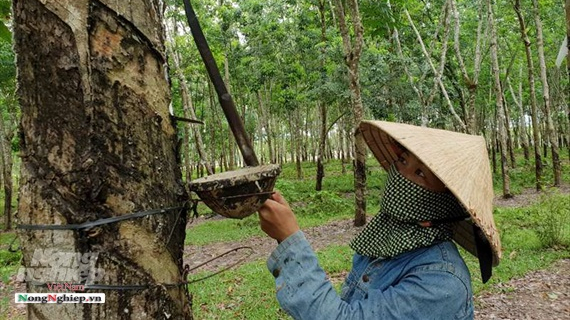 Vietnam Rubber Group handles issues raised by Vietnam Agriculture Newspaper