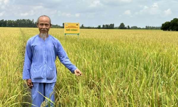 Cluster transplanting model brings efficiency to rice production