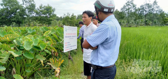 Kiên Giang: Luân canh khoai môn trên đất lúa thu trên 200 triệu đồng/ha