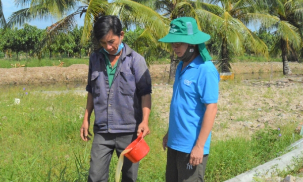 Tự nhân vi sinh vật bản địa làm chế phẩm để nuôi tôm ở Kiên Giang