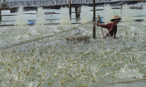 Nông nghiệp đóng góp lớn vào tăng trưởng chung tỉnh Kiên Giang