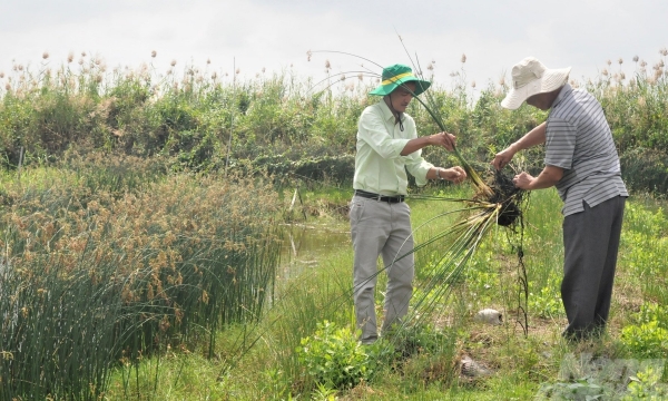 Trồng cỏ năn tượng cải thiện đất nhiễm mặn trong mô hình tôm - lúa