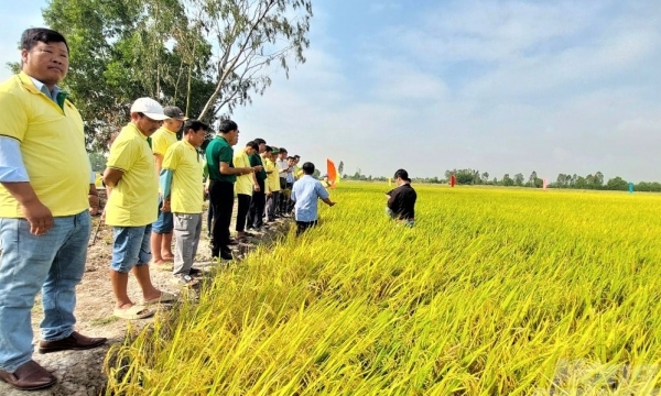 Smart rice farming increases yields and saves the environment