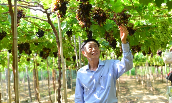 Ninh Thuận đặt nhiều kỳ vọng vào nông nghiệp hữu cơ