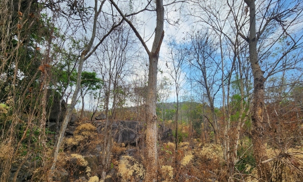 Những cánh rừng khô khốc, trơ trụi lá ở Ninh Thuận