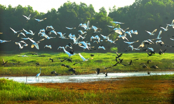 Restoring the ecosystem to sustain the red-crowned cranes