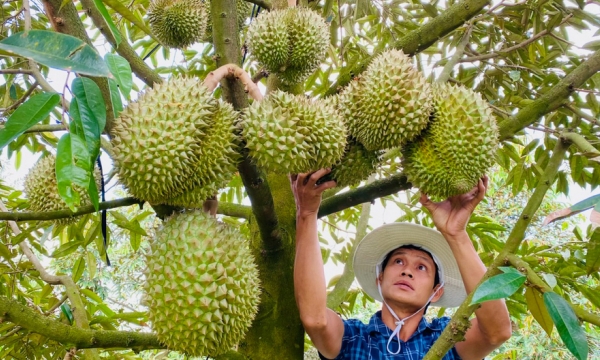 Durian quality: short-term concerns, long-tear goals