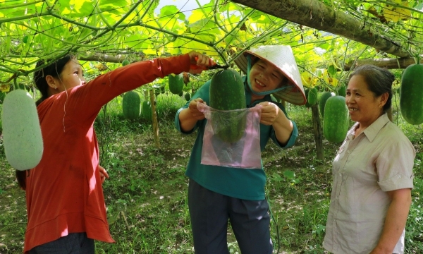 Minister Le Minh Hoan: The delightful little green squash in Bac Kan