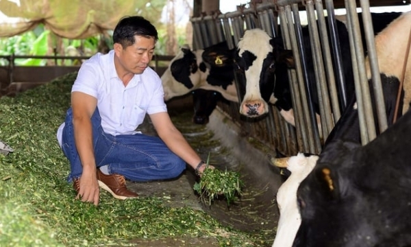 Raising dairy cows combined with vermicompost production yields high profit for farmers