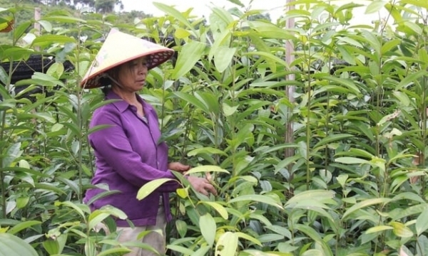 Sudden upsurge of cinnamon varieties [Article 1]: Stagnant seedlings and struggling nurseries in Yen Bai