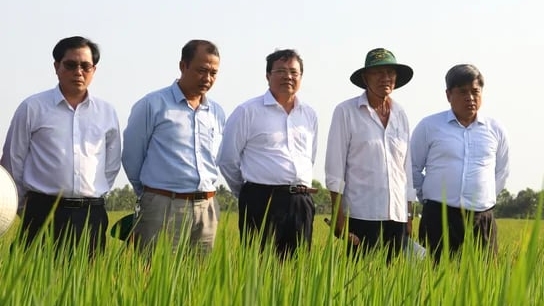 Strengthening community agricultural extension for implementation of 1 million hectares rice project