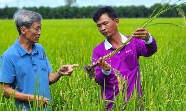 Holistic investment initiative to cultivate 1 million hectares of high-quality, low-emission rice