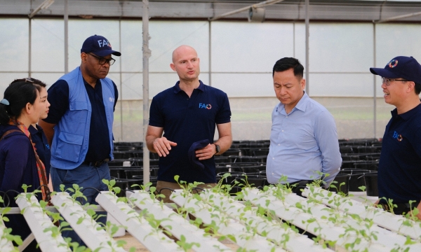 Over 35,000 square meters of greenhouses in Moc Chau receive support for upgrades and renovation