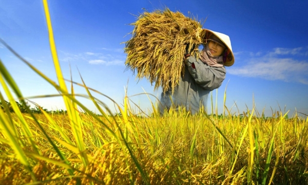Cam kết tăng 40% thu nhập cho nông dân canh tác lúa phát thải thấp