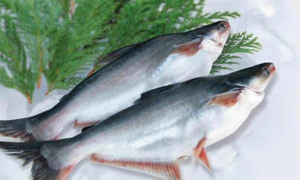 Pangasius exports to Russia interrupted due to conflict