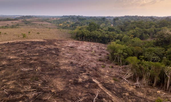 EU kêu gọi cấm tất cả hàng nhập khẩu liên quan đến phá rừng