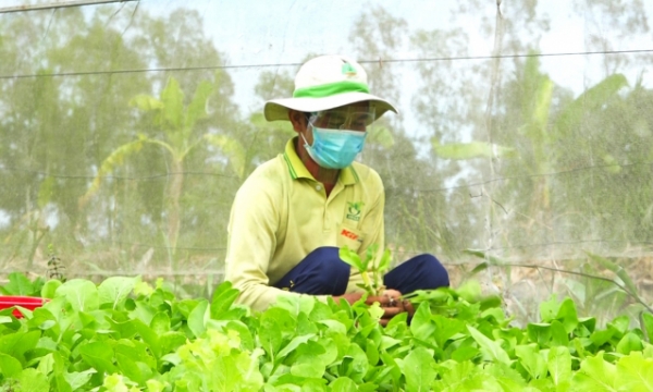 Planting organic vegetables with application of hi-tech