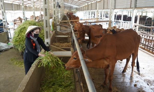 Enclosed circulating cow farms in Tay Ninh province