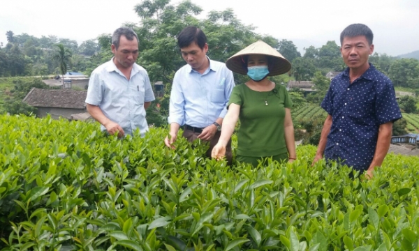 Determined to implement the certification of organic tea