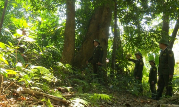Thai Nguyen: Export brings breakthrough in forest exploitation