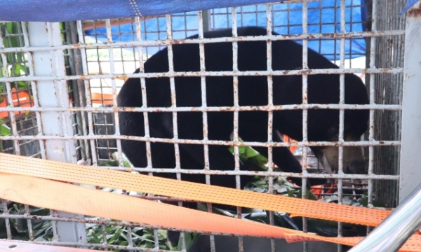 A Sun bear individual is voluntarily transferred to Free The Bears