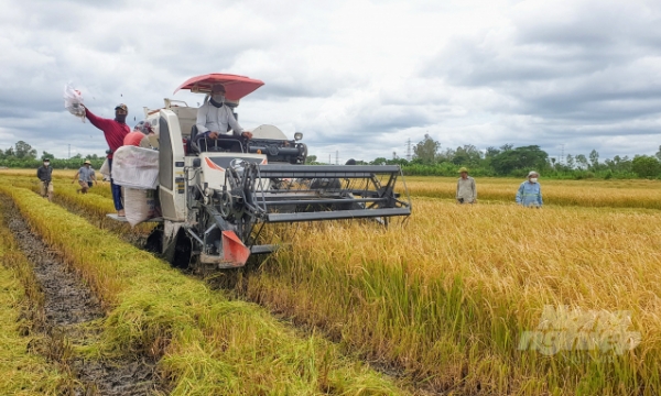 Solutions to clear bottlenecks in Vietnam's rice export