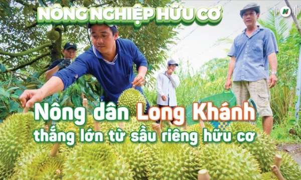 Nông dân Long Khánh thắng lớn từ sầu riêng hữu cơ