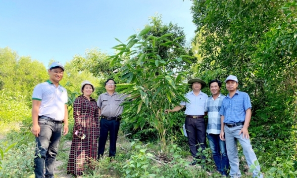 Converting from growing acacia to bamboo with high economic efficiency