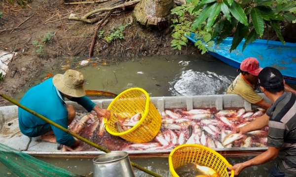 Fish farming in the flood season - a sustainable livelihood model in the Mekong Delta