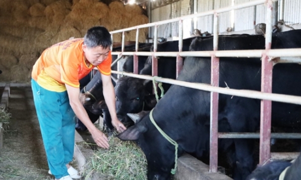 Thành lập hợp tác xã chăn nuôi bò chất lượng cao